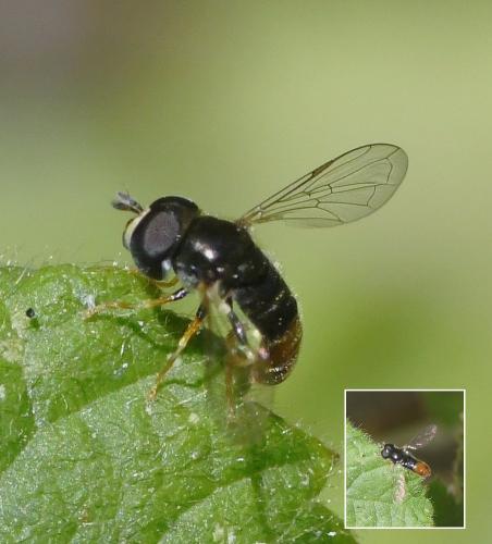 Réf. 238 120 : Paragus sp.